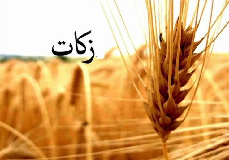 پیش‌بینی جمع‌آوری ۵۰ تن زکات گندم در استان هرمزگان