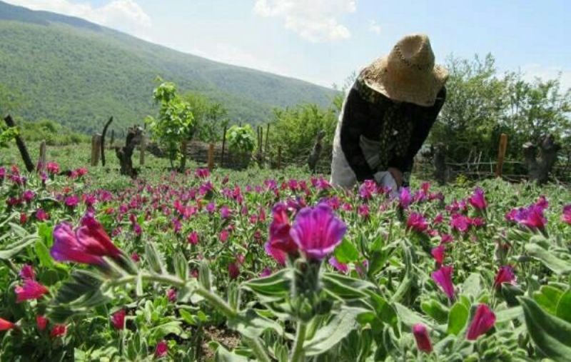 برگزاری دوره مهارتی گیاهان دارویی در حاجی آباد