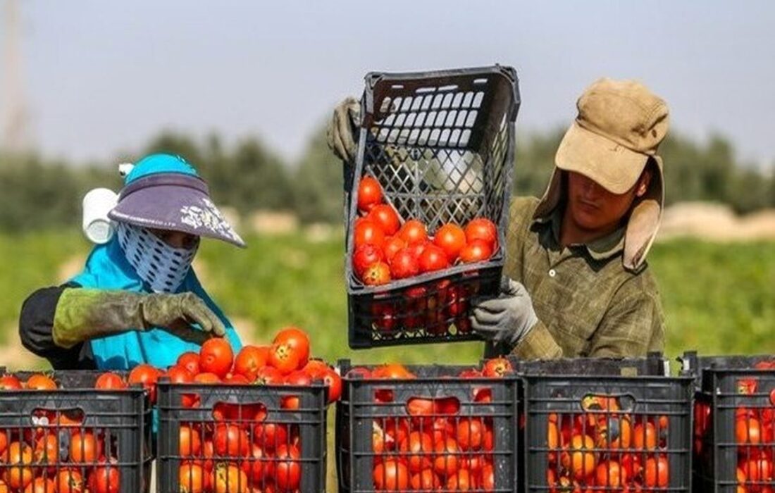 صادرات محصولات گلخانه‌ای هرمزگان به بیش از ۱۷۰ هزار تن رسید
