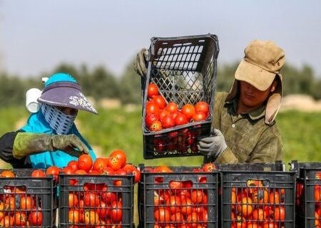 صادرات محصولات گلخانه‌ای هرمزگان به بیش از ۱۷۰ هزار تن رسید