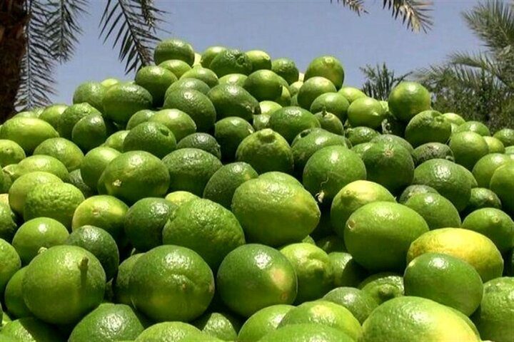 برگزاری جشنواره ملی لیموترش و خرما در رودان