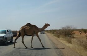 اجرای شبانه‌روزی طرح جمع‌آوری شترهای رهاشده در محورهای مواصلاتی جاسک