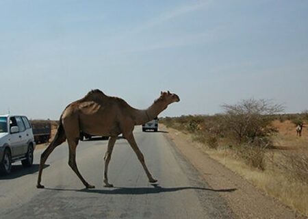 اجرای شبانه‌روزی طرح جمع‌آوری شترهای رهاشده در محورهای مواصلاتی جاسک