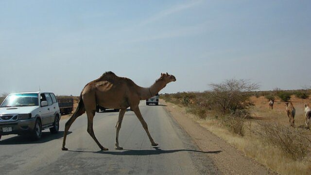 اجرای شبانه‌روزی طرح جمع‌آوری شترهای رهاشده در محورهای مواصلاتی جاسک